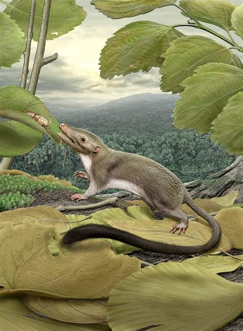 Meet Your Mama: First Ancestor of All Placental Mammals Revealed | Live ...