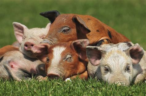 Free Range Pastured Pig Farmers - Getting Started | Pastured pigs, Pig ...