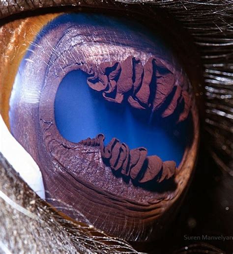 A llama's eye: | Eye close up, Things under a microscope, Llama eye