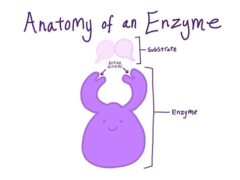 What Are Enzymes? — Definition & Overview - Expii