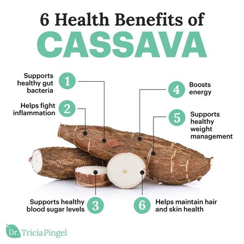 Similar to a potato, a tuber known as cassava is a largely overlooked ...