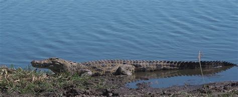 Lake Turkana - Wildlife, How To Get There & More – Here Goes Kenya