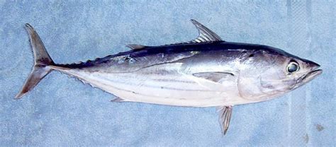 Skipjack Tuna: Facts, Characteristics, Habitat and More - Animal Place