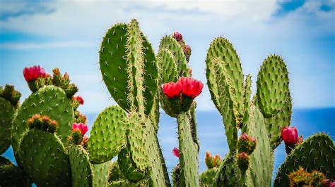 Cactus Flower Plant