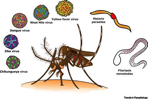 In Fairness to Mosquitoes: Trends in Parasitology