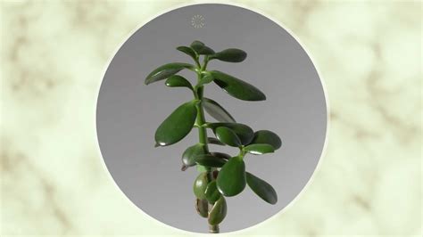 Is Your Jade Plant Dropping Leaves? The Causes And Best Solutions