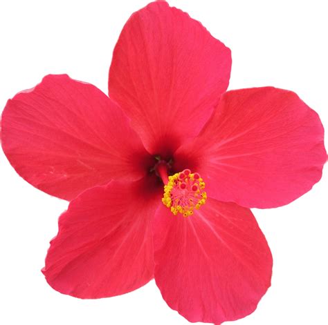 File:Flower Hibiscus rosa-sinensis.gif - Wikimedia Commons