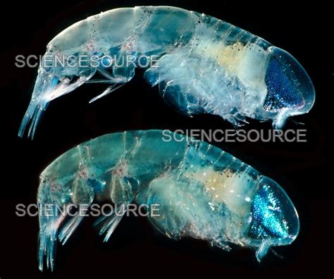 Photograph | Amphipod | Science Source Images