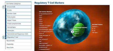 Find Markers to Identify Different Cell Types