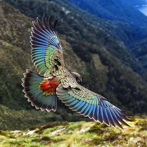 New Zealand Kea parrot | Nature animals, Beautiful birds, Colorful birds