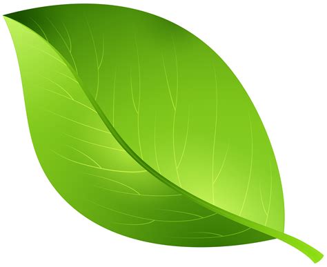 Leaf Clip art - green leaves png download - 8000*6540 - Free ...