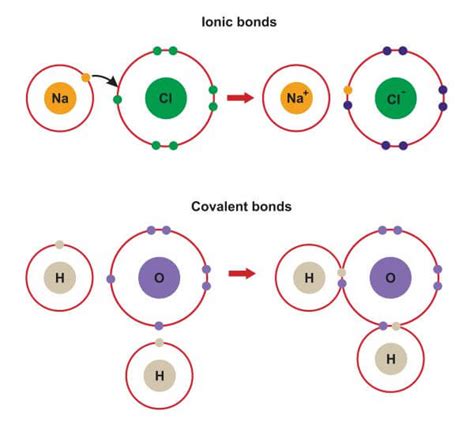 Ionic Bond Examples | Biology Dictionary