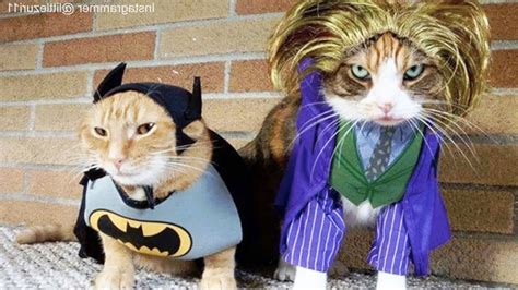 CATS in Ridiculously Adorable COSTUMES [Funny Pets] | ADEW Pets Centre