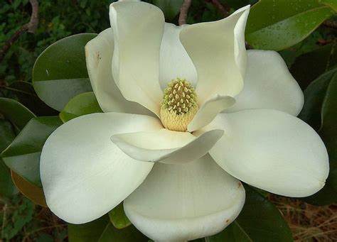 Wholesale 5-pack of Magnolia Perfume - Etsy