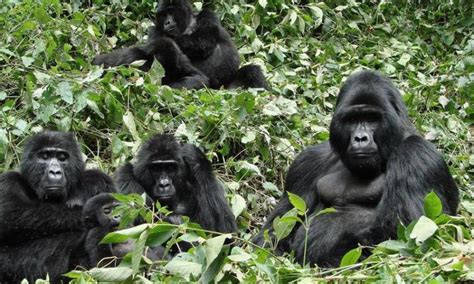 Do Mountain Gorillas live in families? | Bwindi Impenetrable National Park