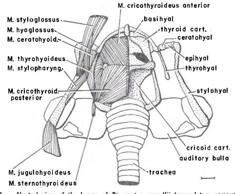 Bat Anatomy