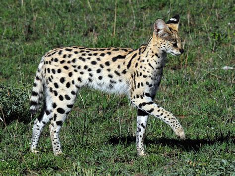 Can You Buy a White Serval? - PetHelpful