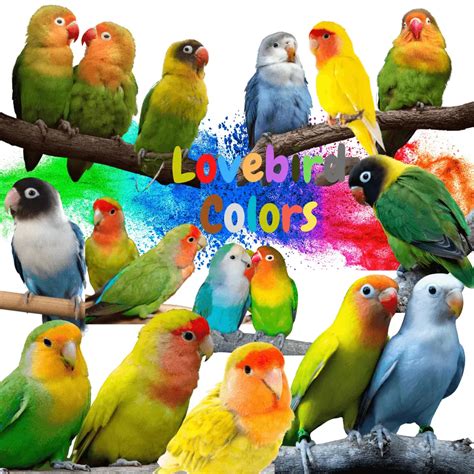 Lovebird colors Color Mutations of the Lovebirds speces