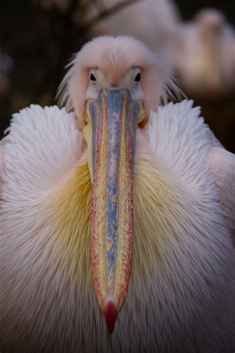 Pelican beak Free Photo Download | FreeImages