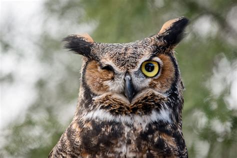 5 things you didn't know about Great Horned Owls - Lake Erie Nature ...