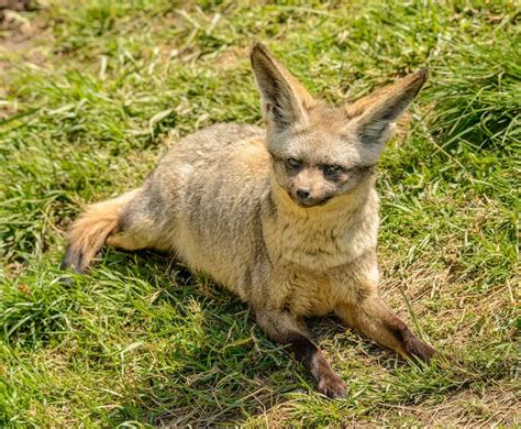 Facts about bat eared foxes? - factstraits.com