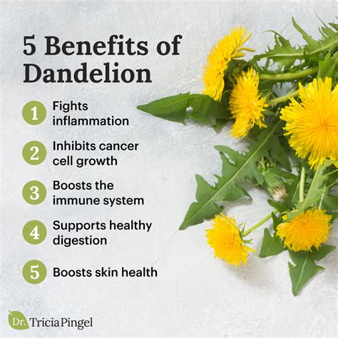 5 Health Benefits of Dandelion - Dr. Pingel