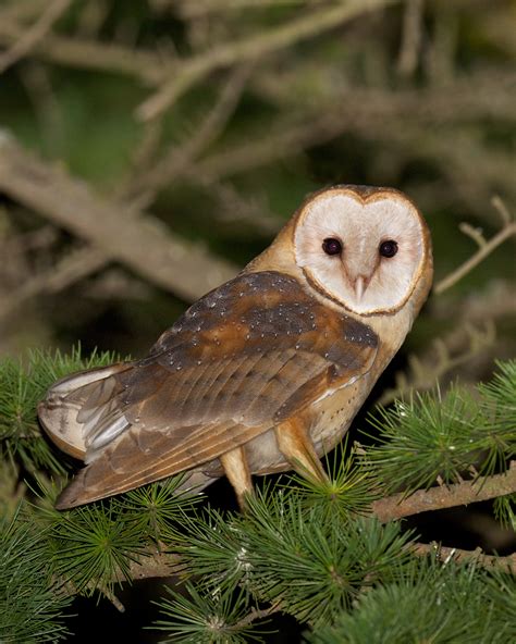 Barn Owl at Night | BirdNote