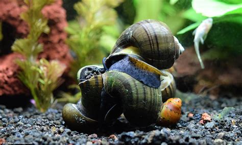 Types Of Snails In Freshwater Aquarium - Aquarium Views