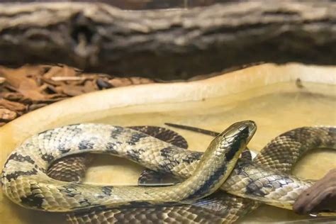 False Water Cobra: Care, Appearance, Temperament & Breeding - AZ Reptiles