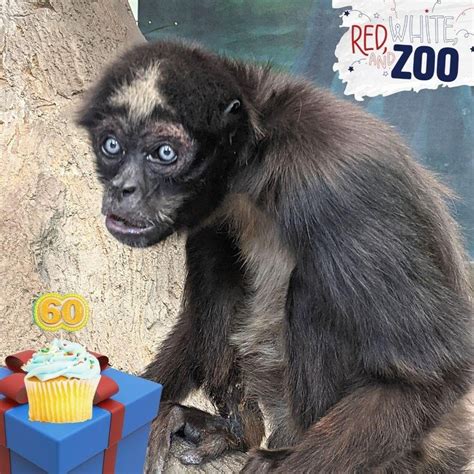 Look: Idaho zoo's 60-year-old spider monkey might be world's oldest ...