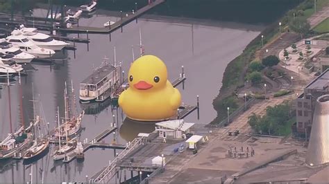 The world's largest rubber duck is coming to this Maryland town | wusa9.com