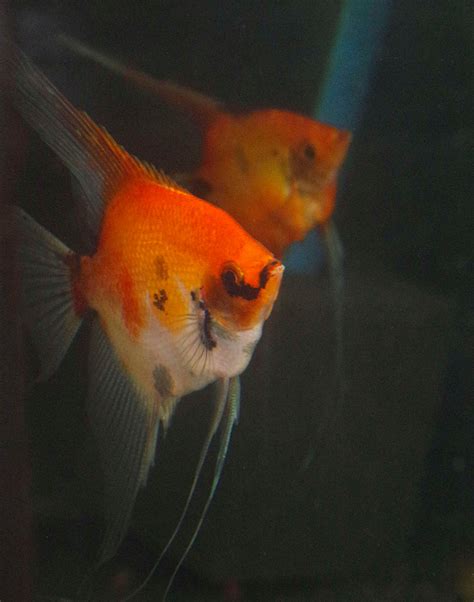 Koi Angelfish Breeding Pair #2374 for sale – Angels Plus