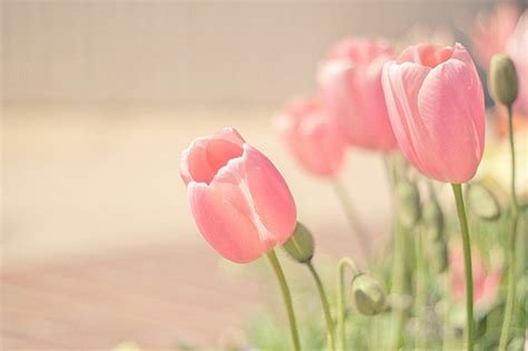 Pink Tulips Wallpaper - WallpaperSafari