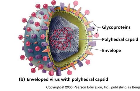 Morphology - Varicella-zoster Virus (VZV)