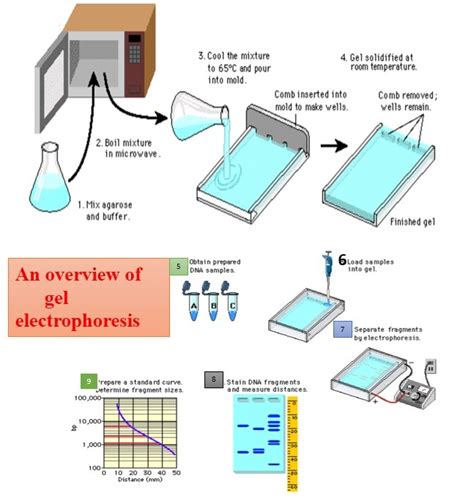 Gel electrophoresis: Types, introduction and their applications