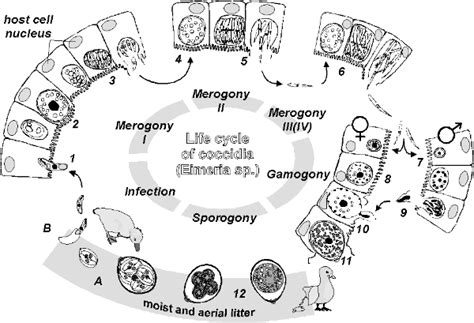 Coccidia (Eimeria spp.)