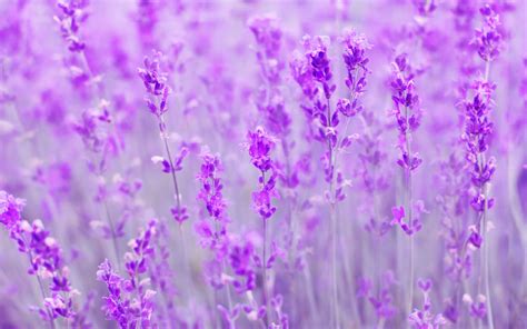 Download Purple Flower Close-up Flower Nature Lavender HD Wallpaper