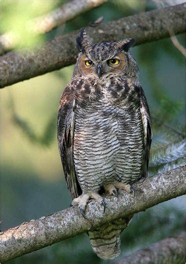 Look for Great Horned Owls in Alabama - Shelby County Reporter | Shelby ...