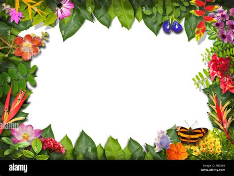 Nature border with flower and green leaf background Stock Photo - Alamy