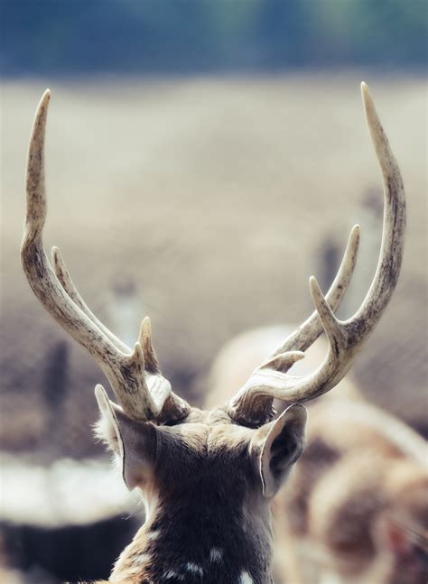 Photo of Reindeer in the Snow · Free Stock Photo