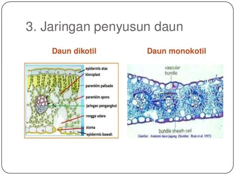 Ppt tgt