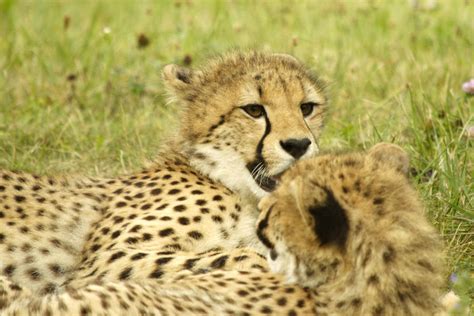 Cheetah family 1600 by maddog1138 on DeviantArt