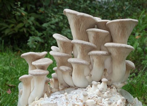 King Oyster Mushrooms: Identification, Benefits, Growing Tips, and 17 ...