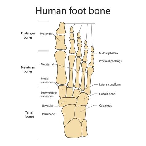 Foot bones. Anatomy of the skeletal system of the human legs and feet ...