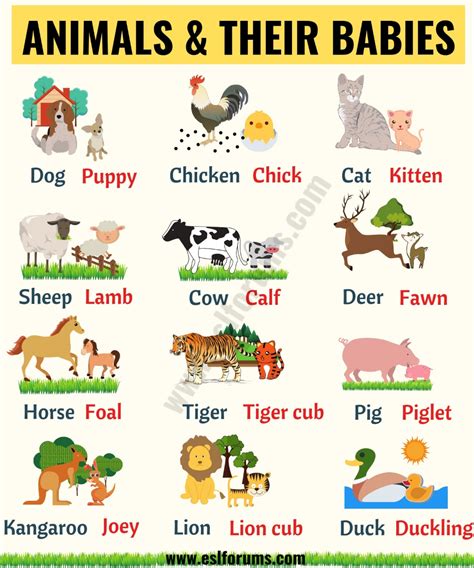 Cute Baby Animals: Learn Popular Animals and Their Babies! - ESL Forums ...