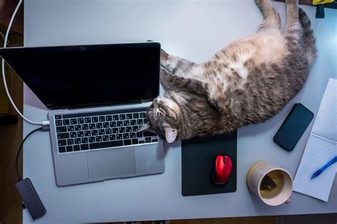 How to Keep My Cat Off My Laptop – Furtropolis