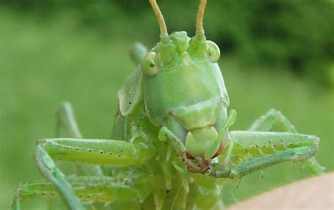 Grasshopper close up by go4music on DeviantArt