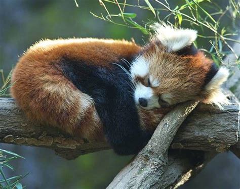 I hope you can appreciate this sleeping red panda as I do :) : r/redpandas