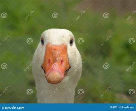 Goose Face Close Up Stock Image - Image: 81031