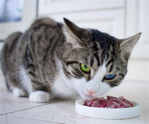 Cats avoid fur balls using diet